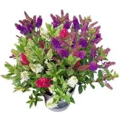 Hebe 'All Blooms®' Trio Rot-weiß-blau, Topf 17 Cm Ø -Lechij Verkaufe 0690190153 Koelle Hebe All Blooms Trio 3 Farben pro Topf 1 112869