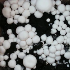 Bio Fertig-Pilzzuchtset Champignon -Lechij Verkaufe 0740400018 BIO Fertig Pilzzuchtset Champignon 2 32242