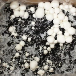 Bio Fertig-Pilzzuchtset Champignon -Lechij Verkaufe 0740400018 BIO Fertig Pilzzuchtset Champignon 32241