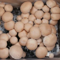 Bio Fertig-Pilzzuchtset Steinchampignon, Klein -Lechij Verkaufe 0740400023 BIO Fertig Pilzzuchtset Steinchampignon klein 2 32250