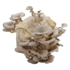 Bio Home Pilzzuchtset Für Austernpilze -Lechij Verkaufe 0740400024 BIO Home Pilzzuchtset Austernpilz 2 32252