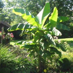 Bananenpflanze, Topf-Ø 17 Cm, Höhe Ca. 60 Cm, 2er-Set -Lechij Verkaufe 1610200313 Blu Bio Banane T12 2er Set Musa basjoo winterhart WS 1 109598 1