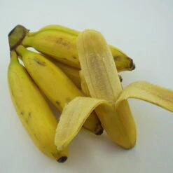 Bananenpflanze, Topf-Ø 17 Cm, Höhe Ca. 60 Cm, 2er-Set -Lechij Verkaufe 1610200313 Blu Bio Banane T12 2er Set Musa basjoo winterhart WS 3 109596 1