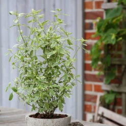 Bio Pfirsichsalbei, Topf-Ø 12 Cm, 3er-Set -Lechij Verkaufe 1610200316 Blu Bio Pfirsichsalbei T12 3er Set Salvia greggii variegata 4 109602