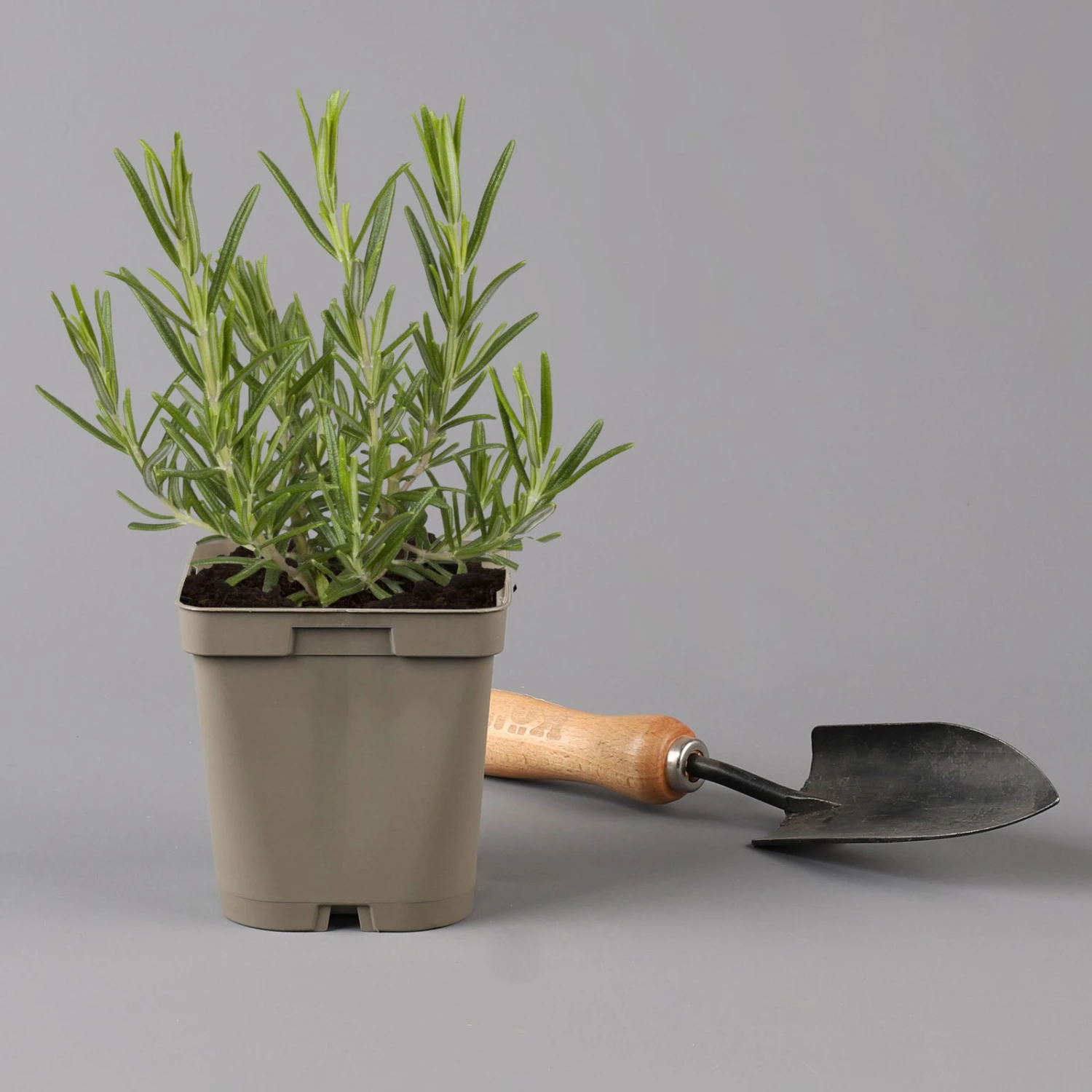Grillkräuter Salbei, Rosmarin & Thymian, Topf 11x11 Cm, Inkl. Greenbar® 6 Grillkräuter Salbei, Rosmarin & Thymian, Topf 11x11 Cm, Inkl. Greenbar® – Bild 5