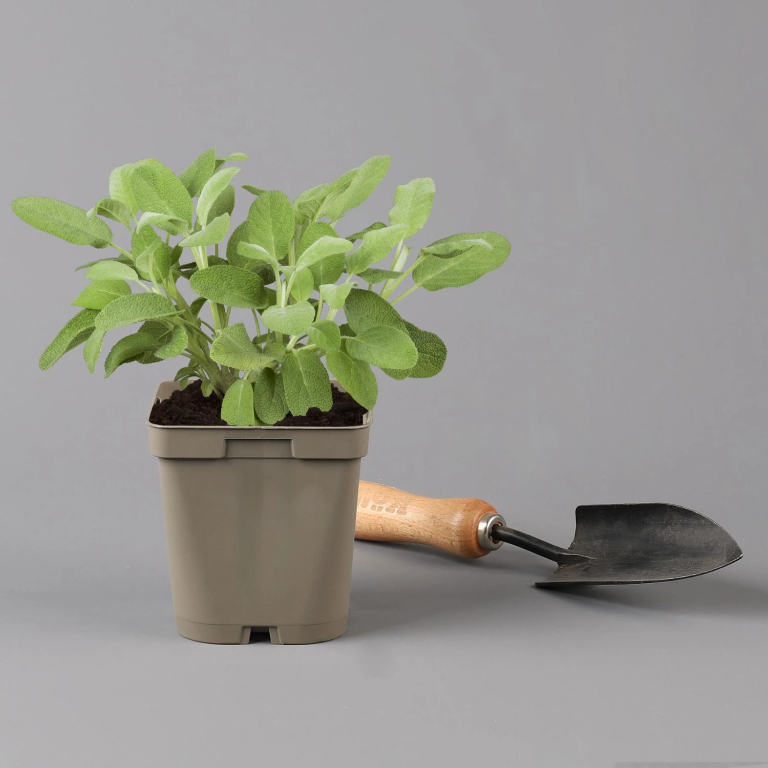 Grillkräuter Salbei, Rosmarin & Thymian, Topf 11x11 Cm, Inkl. Greenbar® 5 Grillkräuter Salbei, Rosmarin & Thymian, Topf 11x11 Cm, Inkl. Greenbar® – Bild 4