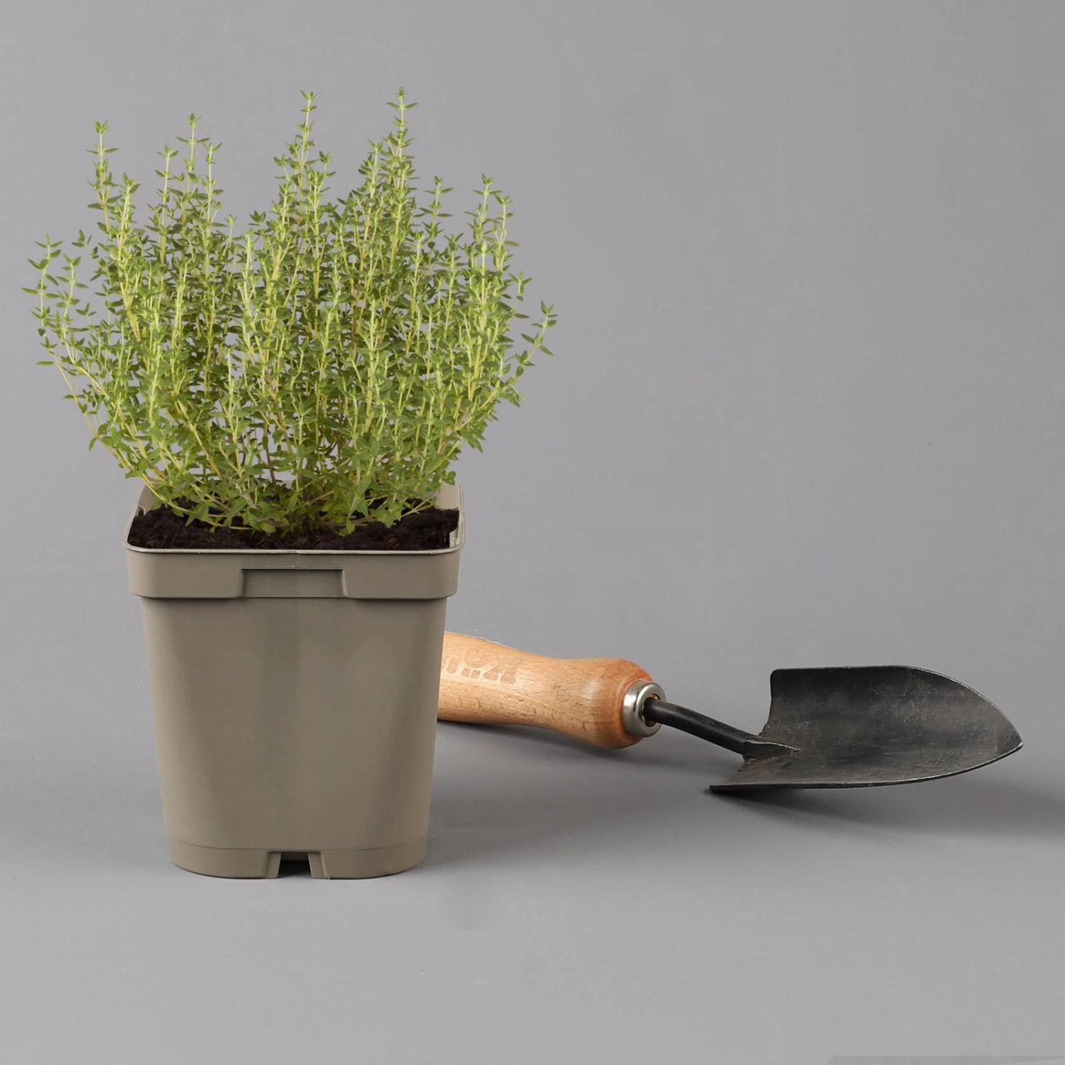 Grillkräuter Salbei, Rosmarin & Thymian, Topf 11x11 Cm, Inkl. Greenbar® 4 Grillkräuter Salbei, Rosmarin & Thymian, Topf 11x11 Cm, Inkl. Greenbar® – Bild 3