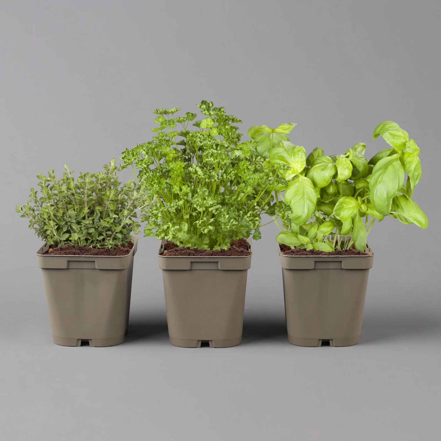 Küchenkräuter Basilikum, Oregano & Petersilie, Topf 11x11 Cm, Inkl. Greenbar® 4 Küchenkräuter Basilikum, Oregano & Petersilie, Topf 11x11 Cm, Inkl. Greenbar® – Bild 2