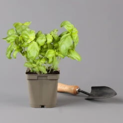 Küchenkräuter Basilikum, Oregano & Petersilie, Topf 11x11 Cm, Inkl. Greenbar® 16 Küchenkräuter Basilikum, Oregano & Petersilie, Topf 11x11 Cm, Inkl. Greenbar® -Lechij Verkaufe 1610300383 basilikum Greenbar Kuechenkraeuter Kasten Anthrazit und 3Kraeuter 122886