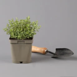 Küchenkräuter Basilikum, Oregano & Petersilie, Topf 11x11 Cm, Inkl. Greenbar® 15 Küchenkräuter Basilikum, Oregano & Petersilie, Topf 11x11 Cm, Inkl. Greenbar® -Lechij Verkaufe 1610300383 oregano Greenbar Kuechenkraeuter Kasten Anthrazit und 3Kraeuter 122885