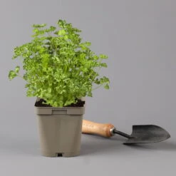 Küchenkräuter Basilikum, Oregano & Petersilie, Topf 11x11 Cm, Inkl. Greenbar® 14 Küchenkräuter Basilikum, Oregano & Petersilie, Topf 11x11 Cm, Inkl. Greenbar® -Lechij Verkaufe 1610300383 petersilie Greenbar Kuechenkraeuter Kasten Anthrazit und 3Kraeuter 122884