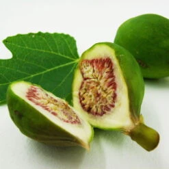 Bio Feigenbaum, Topf-Ø 12 Cm, 2er-Set -Lechij Verkaufe 1620330086 Blu Bio Feige 2er Set 4 109477