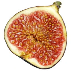 Bio Feigenbaum, Topf-Ø 12 Cm, 2er-Set -Lechij Verkaufe 1620330086 Blu Bio Feige 2er Set 6 109478