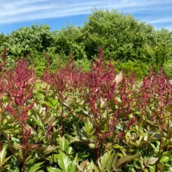 Bio Prachtspiere Rot, Topf-Ø 11 Cm, 3er-Set -Lechij Verkaufe 319100263 astilbe arendsii rot 1 123842