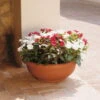 Euro 3 Plast Pflanzschale Olimpo Terra 2 Euro 3 Plast Pflanzschale Olimpo Terra -Lechij Verkaufe 3210100223 Pflanzschale Olimpo terra 60cm Erdvol 38Ltr 34297