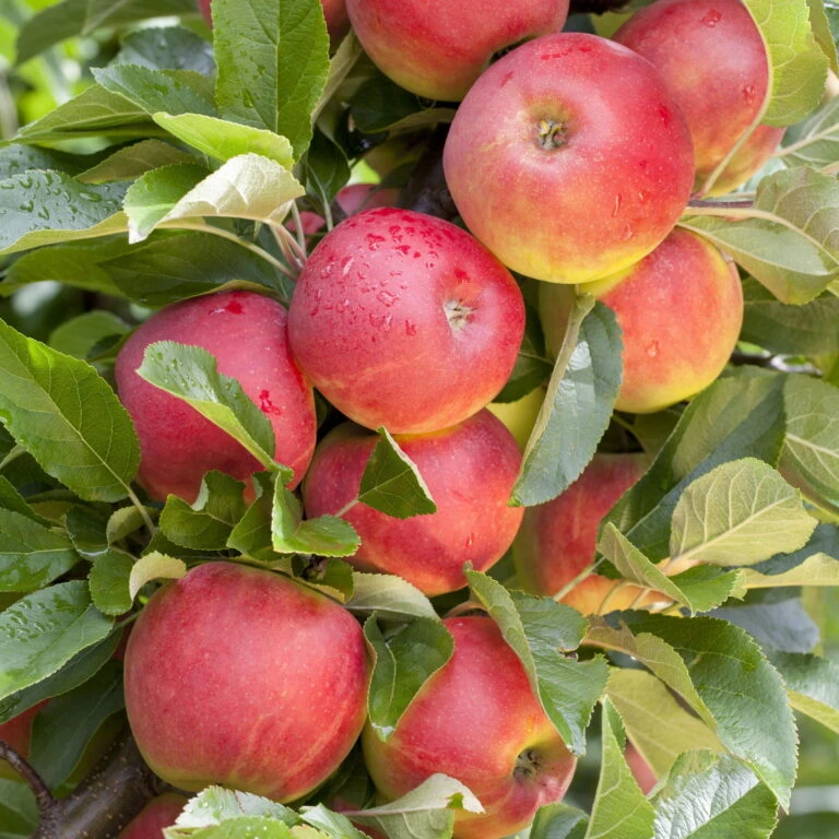 Lechij Verkaufe -Lechij Verkaufe 0480100558 KB Elstar Premium Apfel Busch 115387 768x768 1