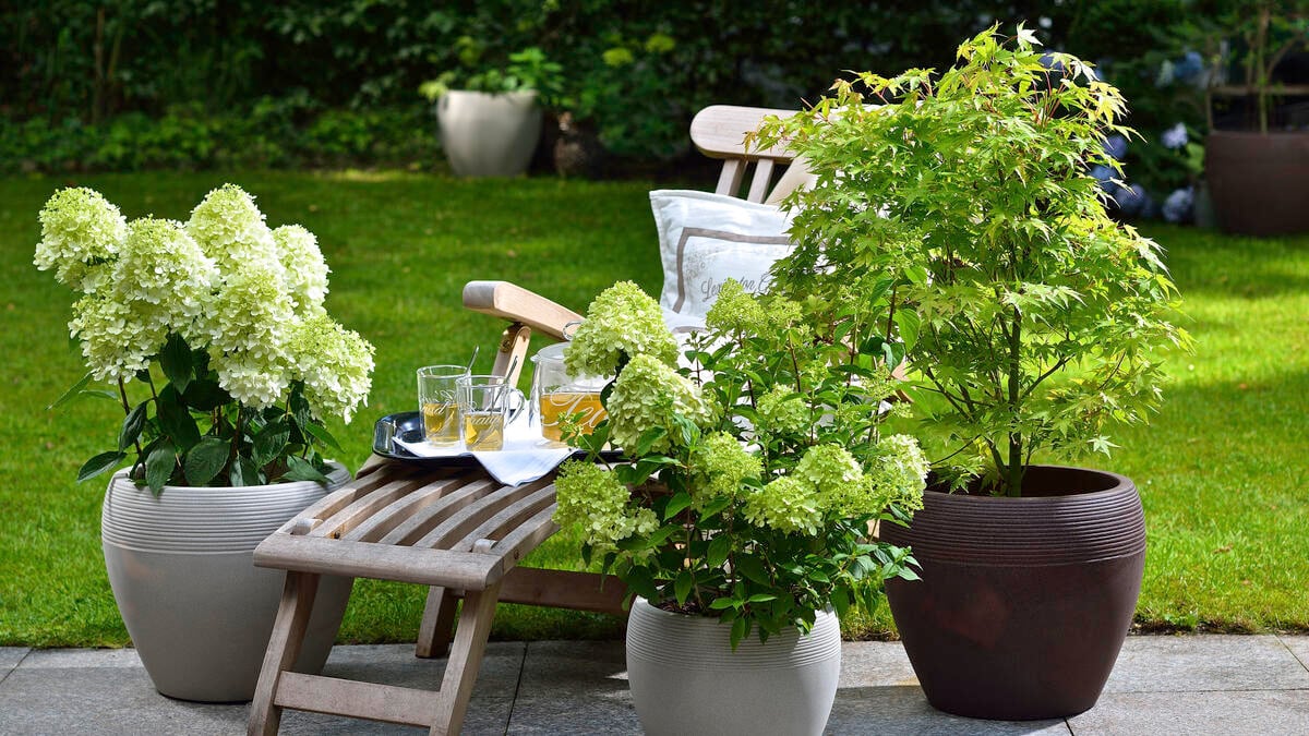 Lechij Verkaufe -Lechij Verkaufe ahornbaeumchen terrasse 3716673 blp msg